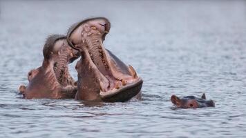 Hippos in the water photo
