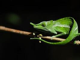 A green chameleon sitting on a branch photo