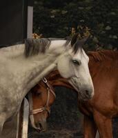 Two horses standing next to each other photo