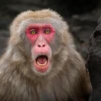 A monkey with its mouth open and red eyes photo