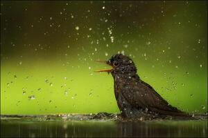 A bird is standing in the water with raindrops on it photo