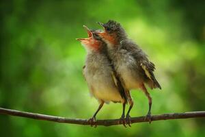 Two small birds sitting on a branch with their mouths open photo