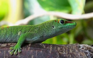 A green lizard sitting on a branch with leaves in the background photo