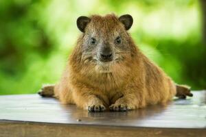 A small animal sitting on top of a table photo