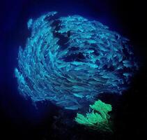 A group of fish swimming in a circle photo