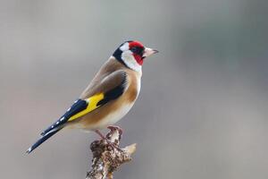 A bird with a red, yellow and black head photo