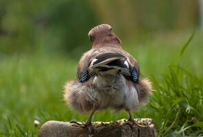 A bird standing on a rock in the grass photo
