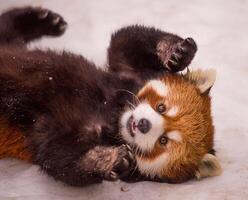 A red panda bear rolling around in the snow photo