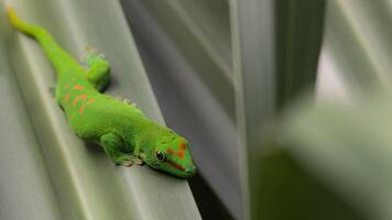 A green lizard with red spots on its back photo
