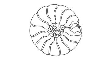 A drawing of a shell with a spiral pattern vector
