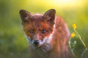 A fox is standing in a field with yellow flowers photo