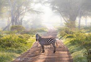 A zebra standing on a dirt road in the middle of a forest photo