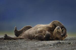 A bear rolling around in the sand photo