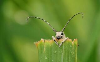 A bug with long horns sitting on top of a green plant photo