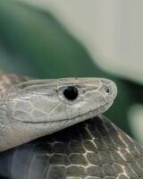 A close up of a snake's head with its eyes open photo