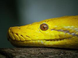 A yellow snake with its head on a branch photo