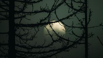 A full moon is seen through the branches of a tree photo