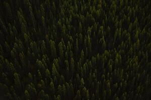 An aerial view of a forest with trees photo