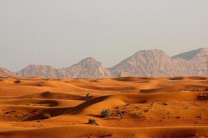 A large desert area with a few animals in it photo