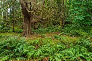 A large tree in the middle of a forest photo