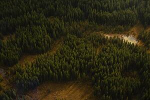 A forest with trees and a pond in the middle photo