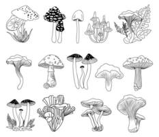 Set of different Forest mushroom hand drawn vector
