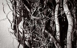A black and white image capturing the intricate dance of intertwined branches against a wall. photo