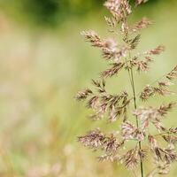 Delicate wild grass swaying in sunny meadow, beige green pastel color. Natural bokeh in background, tranquil and lightness nature. Texture of grass creating minimal aesthetic, beauty in nature photo