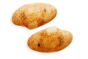 Close up two half seashells orange color, object isolated on white background. Beautiful natural Shell of mollusk with soft shadows, ocean and sea life design, organic shape and macro texture details photo