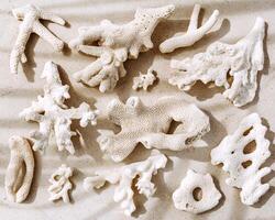 Various pieces of coral on light neutral colored beige gray background with palm leaf shadow. Natural corals at sunlight, summer nature still life, minimal style pattern, top view, flat lay photo