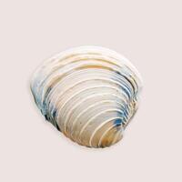 Minimal aesthetic top view Shell of mollusk blue ivory colored on neutral beige background. Natural one seashell with soft shadow, organic shape and macro texture detail, oceanic and sea life concept photo