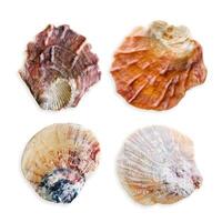 Set of scallop shells different colors, objects isolated on white background. Close up natural seashells with soft shadows, nautical style, organic shape and macro texture detail, sea life design photo
