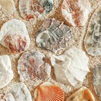 Minimal aesthetic seashells pattern on beige sand, natural sea oceanic and summer textured background, summer relaxation, top view photo with delicate pastel colored shell, beach wallpaper