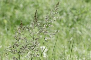 Close up view of green wild grass growing in meadow at sunlight. Natural, warm, serene atmosphere. Natural beauty landscape, Minimal natural textured pattern of summer grass, blur background photo