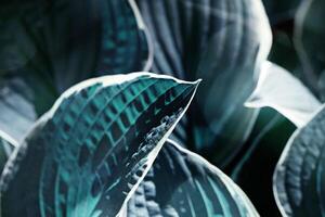 Dark blue teal leaf close up texture, Hosta plant leaves natural background, botanical pattern with organic shapes, natural beauty top view scenery, seasonal vivid scene, ecology concept photo