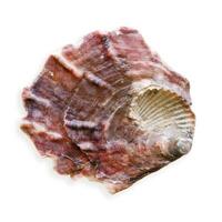 Closeup seashell purple red colored, object isolated on white background. Cutout natural Shell of mollusk with soft shadow, organic shape and macro texture detail, oceanic and sea life design element photo