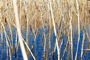 Dried grass reed and their water ripples, nature landscape yellow blue color. Growing wild plants in lake or wetlands, abstract natural texture pattern from reflections on water in form curved lines photo