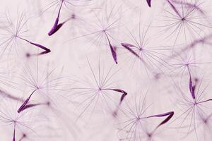 Macro texture nature pattern of seeds of dandelion flower, botanical still life with blooms plant, sunlight shadow. Natural textured monochrome background. Purple lavender color beauty of nature photo