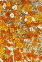 Lichens and mosses in various shape, forms and textures on surface of rocks as natural environment pattern or textured background, top view colorful nature pattern, biological aesthetic photo
