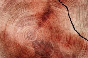 Cracked Slice of wood timber with juniper tree rings as natural geometric pattern, abstract nature background. Natural wooden organic textures and shapes, monochrome brown red gradient vivid color photo