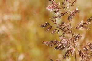 Close-up of wild grass with delicate seed heads swaying in warm sunlight, set against golden blurred background, serene and natural atmosphere, autumn colored nature scene, delicate grasses on field photo