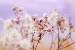 Monochrome nature patterns of fluffy seeds of wildflowers, natural texture background, autumn season. Close-up dry grass blue beige gradient color, natural botanical background, soft toned photo