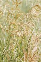 Wild grasses swaying at sunlight, green beige meadow or field, texture of summer grass. Soft natural bokeh in background, minimal aesthetic nature landscape. Beauty of nature, earthy color ed photo