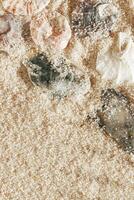 Colored Shells summer pattern on sandy beach, aesthetic nature still life, organic shapes, beauty nature background. Closeup seashells at Soft lighting, warm toned create natural, beachy mood photo