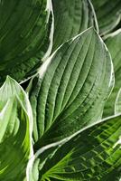 Top view green leaves repetition pattern, Hosta plant leaf natural background, abstract botanical photo, green white nature background minimal style, lush foliage of plantain lilies bright color photo