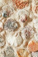 Collection of seashells scattered on fine sand, minimal nature pattern at soft sunlight, natural oceanic and summer textures, beach mood and sea style background, summer relaxation photo