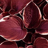 Top view dark red leaves repetition pattern, Hosta plant leaf natural background, abstract botanical photo, purple white nature background minimal style, foliage of plantain lilies bright photo