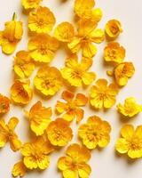Top view Yellow flowers Buttercup on pastel beige background, minimal monochrome aesthetic floral flat lay. Beautiful nature still life with wildflower, flowery design, textured nature pattern photo