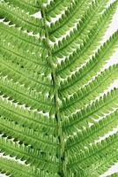 Green Fern Leaf as natural background, closeup summer texture, minimal botanical pattern, top view shiny green leaves at sunlight with aesthetic organic shapes, vivid color, nature pattern photo