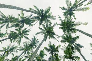Lush Green leaves of Palm trees view from below under light white clouds sky, travel and relax concept, abstract nature background, Coconut trees at tropical coast, summer mood, wide angle view photo